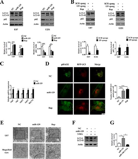 Overexpression Of MiR 129 Induces Autophagy In Human Glioma Cells A