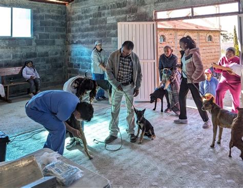 Realiza Secretar A De Salud Jornadas De Esterilizaci N Canina Y Felina