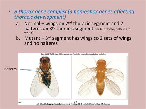 Ppt Homeobox Genes Powerpoint Presentation Free Download Id 2129427