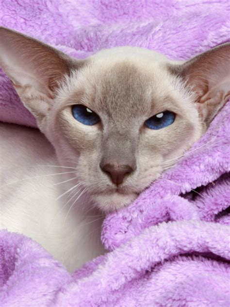 Lilac Point Siamese Cat 12 Things You Need To Know Story The