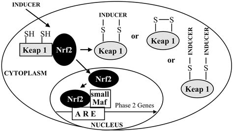 Direct Evidence That Sulfhydryl Groups Of Keap1 Are The Sensors