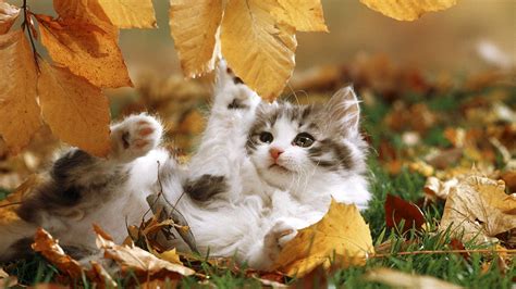 Kitten With Leaves Wallpapers - Wallpaper Cave