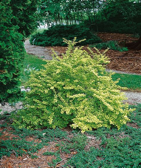 Dwarf Golden Barberry | Bower & Branch