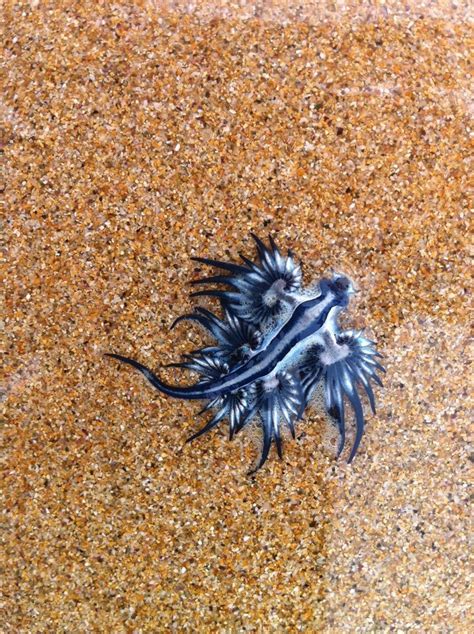 Glaucus Atlanticus Glaucus Atlanticus Sea Slug Glaucus Atlanticus