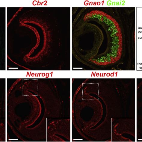 Of The Expression Patterns Of Homeobox Genes In The Vomeronasal