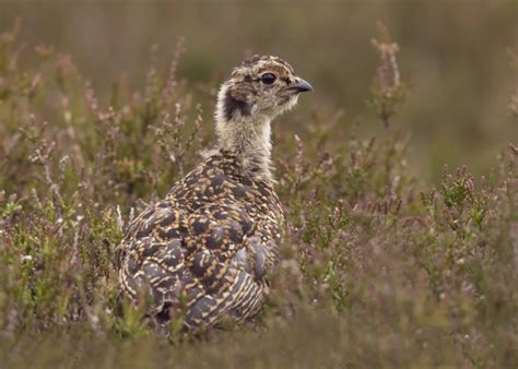 Red Grouse - Facts, Diet, Habitat & Pictures on Animalia.bio