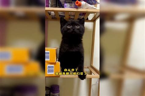 奉劝大家不要养黑猫，隐身真的太难找了！ 隐身