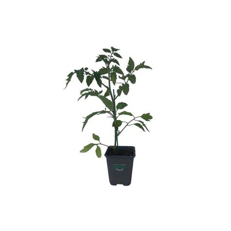 Plant Tomate Marmande Claudia En Pot