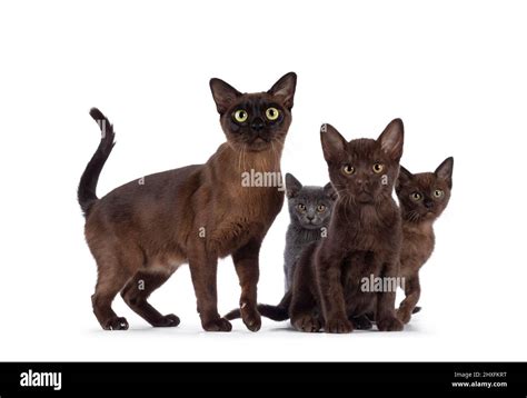 Familia De 3 Gatitos De Gato Birmanos Con Madre De Diferentes Colores