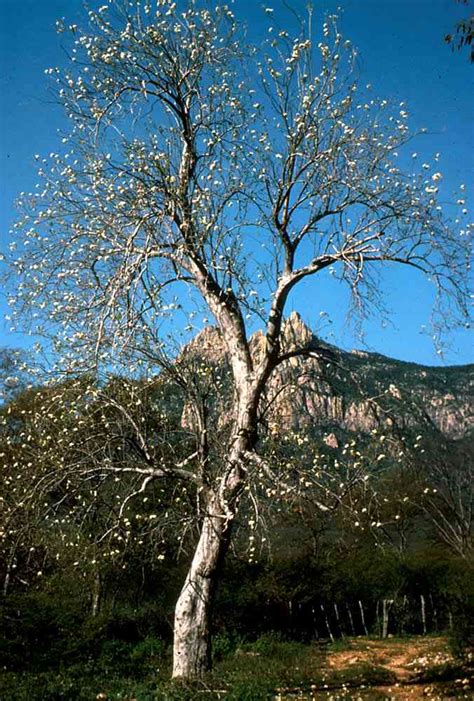 Alamos Trees Ipomoea Arborescens