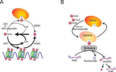 Acetyl Coa And The Regulation Of Metabolism Mechanisms And