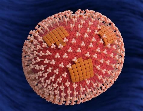 Flu Virus Particle Photograph By Roger Harrisscience Photo Library