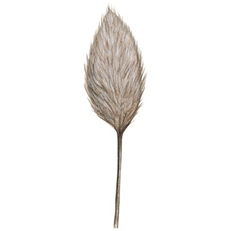 watercolor hand drawn dried plant decoration 21361526 PNG