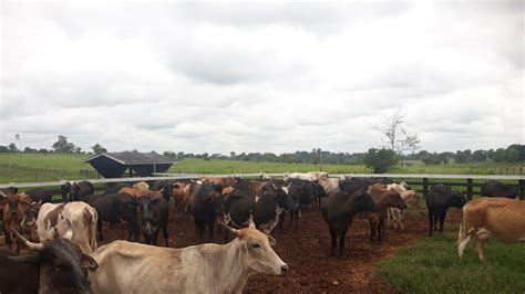 Nossa Rotina Na Ro A Tirando Leite Tratando Das Galinhas E Porcos