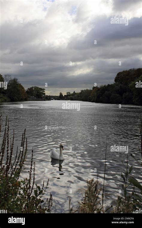 A Swan Swims Along The River Thames At Hampton Court Palace View