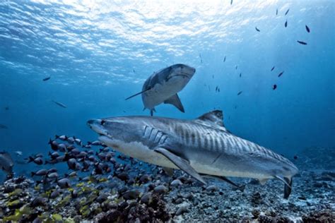 10 Types of Sharks In Maui: List with Facts and Photos