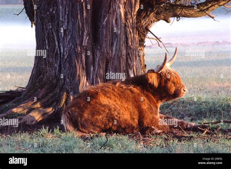 Green Brown Brownish Brunette Horn Skin Hairy Highland Cornets Livestock Bovine Stock Photo Alamy