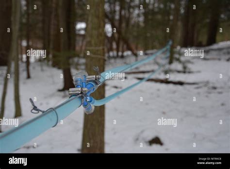 Maple Sap Collection Lines In Rural Upstate New York For Maple Syrup