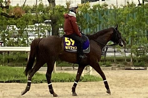 【安田記念】枠順の明暗 香港馬ロマンチックウォリアーは 枠⑦番 シャム師「ラッキーセブンで満足」｜競馬ニュース｜競馬予想のウマニティ