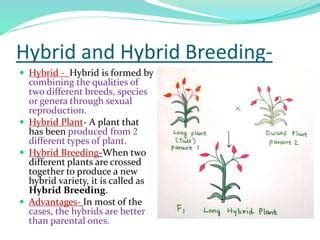 Hybrid breeding in plants | PPT