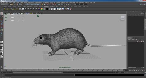 Rat 3D Model $55 - .ma - Free3D