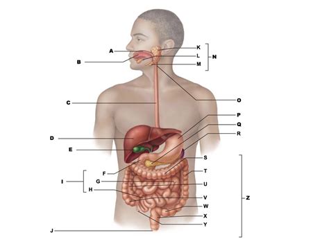 Digestive Diagram Quizlet