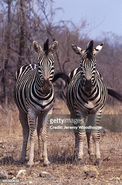 376 Brown Striped Zebra Stock Photos High Res Pictures And Images