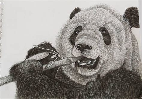 Realistic Panda Bear Drawings