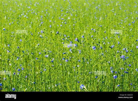 Flax Fields Hi Res Stock Photography And Images Alamy