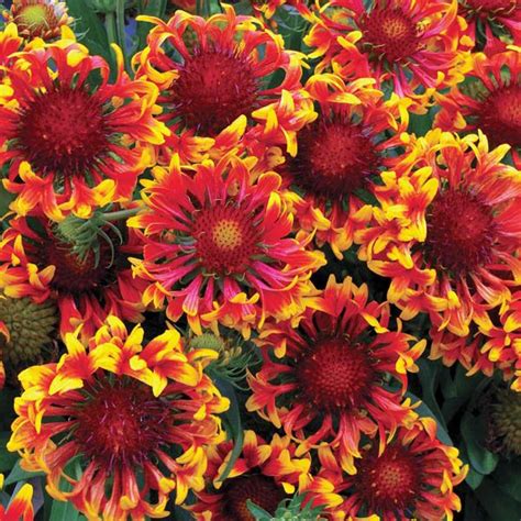 Buy Gaillardia Choice Mix Seed Australian Seed