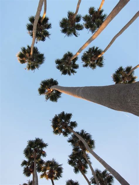 31 best California Palm Trees images on Pinterest | California palm ...