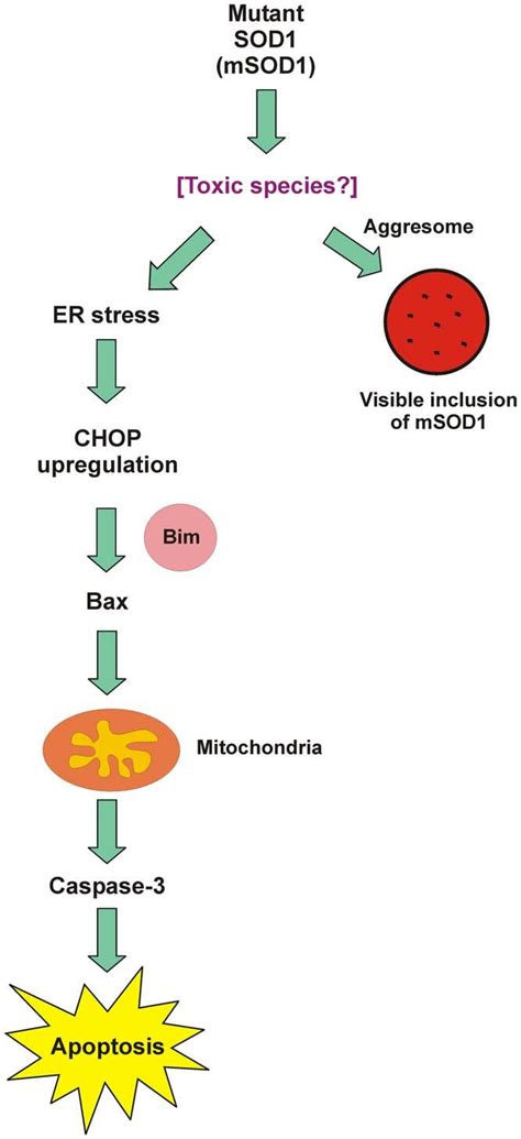 Inter Relationship Between Cellular Responses Associated With The