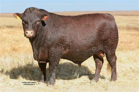 Sussex Cattle Farming Cattle Breeds