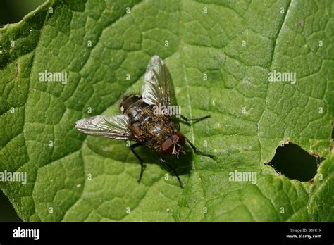 Common House Fly Musca Domestica Stock Photo Alamy