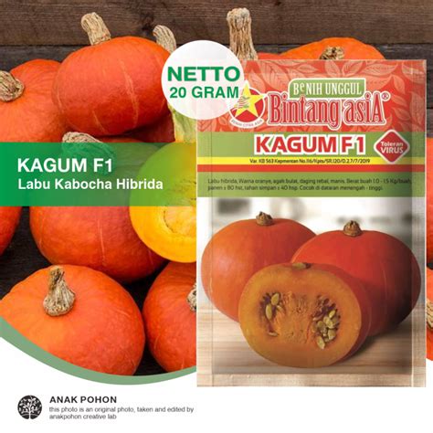 Pack Benih Labu Kabocha Kagum F Hibrida Labu Kaboca Orange Seeds