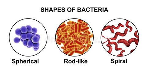 Shapes Bacteria Stock Illustrations – 873 Shapes Bacteria Stock ...