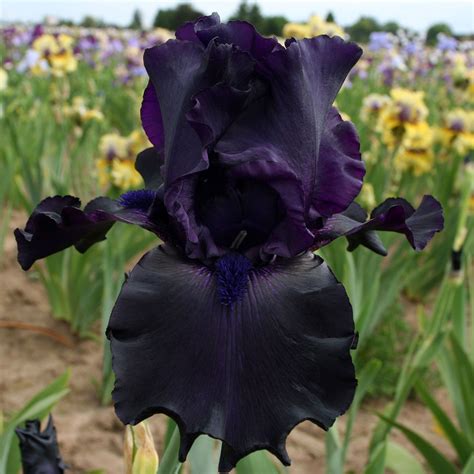 Ghost Train Iris Plant 5 Pot Dark Purple Black Flowers Tall Bearded Iris Easy To Grow Perennial