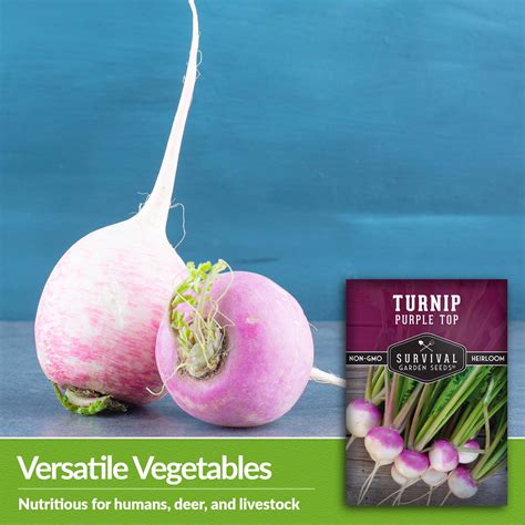 Purple Top Turnip Seeds For Planting Survivalgardenseeds