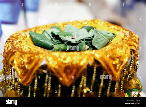 Flower Of The Betel Nut Hi Res Stock Photography And Images Alamy