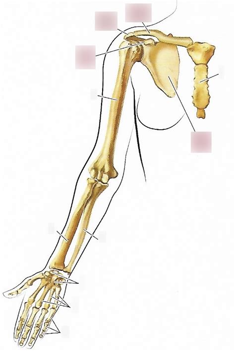 Diagram Of Pectoral Girdle And Upper Limb Anterior View Quizlet