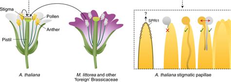 独立于si的调节器。nature Plants X Mol