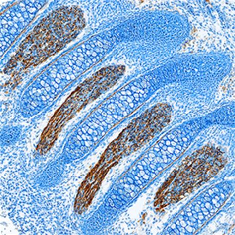 Humanmouserat Contactin 1 Antibody R D Systems 100μg Unlabeled