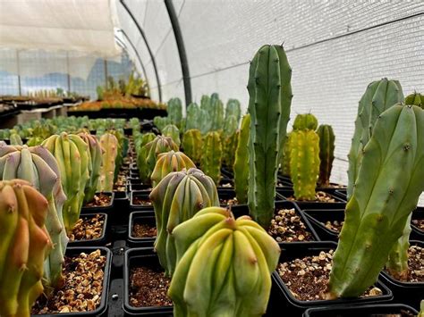 Como Cuidar Cactus En Casa Procactus