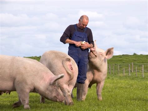 Adevărul despre carnea de porc S a aflat de unde este adusă