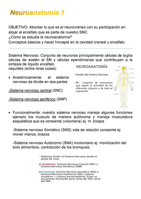 Resumen del video Neuroanatomía 1 y 2 sin marca de agua Anatomía