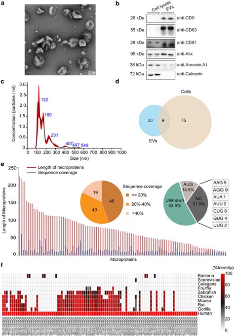 Identification Of Microproteins From Glioma Cancer Cells And Cell