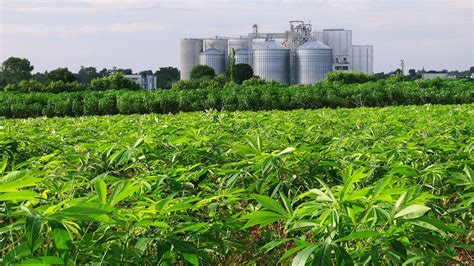 Evolving The Thai Ethanol Market Towards New Opportunities Sugar Asia