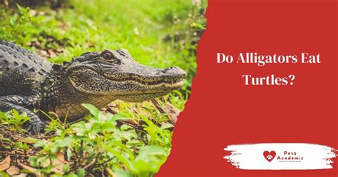 Do Alligators Eat Turtles Read This To Find Out Whether Alligators Eat