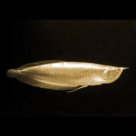 Planet Arowana Albino Silver Arowana