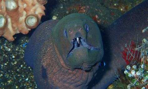 Marine Life In Tulamben Eels Let S Dive Tulamben